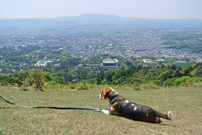 2013年5月5日　連休真っただ中<br /><br />奈良　高畑よりささやきの小路、春日大社を横切って若草山へ。<br /><br />若草山山頂　３４２ｍ。若草山は犬の入場OKです。<br /><br />たかばたけ茶論にて休憩しました。<br />