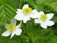 雲上の花園♪　北アルプスの風に吹かれて　笠ヶ岳で出会ったお花たち