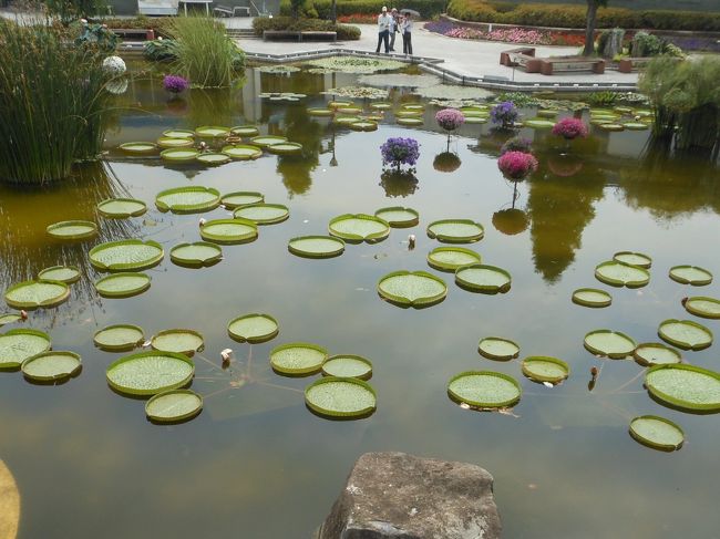 　いろんな方々のブログに刺激されて、琵琶湖の蓮の花を久しぶりに見に行きました。ちょうど時期が良くて蓮が咲き誇っていました。遥かかなたに、近江富士と呼ばれる三上山もかすんで見えました。蓮や睡蓮を堪能した後、佐川美術館へ行きました。平山　郁夫さんの絵に心をいやされた１日でした。