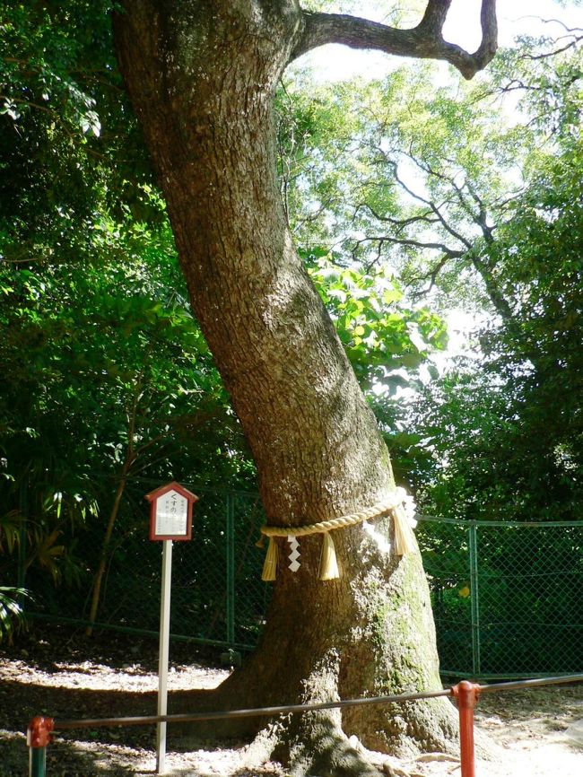 春日神社は全国に1000もある神社で祭神は奈良の春日大社と同じ4神で藤原氏の氏神。武甕槌命(たけみかづちのみこと)、経津主命(ふつぬしのみこと)、天児屋根命(あめのこやねのみこと)、比大神(ひめおおかみ)。武甕槌命(たけみかづち)は経津主命(ふつぬし)ともに天照大神の命令で国譲りを実現させた神で、雷神・剣神・武神の神。古代春日神社の地に大きな松の木があり国で一番といわれた松のあるあたりを 「国松」 と呼んだとのこと。やがて松が枯れ死したので村人は松を伐り根本の太いところは焼いて灰にしてその灰で神像を祀ったのが春日神社の創始とのこと。社記によると1203年 に古松のあったところに社祠を建て大和国の春日神社から分霊を勧請して春日神社と呼んで氏神にしたとされる。椎の社叢(しゃそう)は神社の森のことで春日神社の境内には樹齢数百年の椎(しい)の大樹が群生しており神社の静寂を深め国松の春日神社の椎の社叢は「寝屋川八景」に制定されている。(写真は春日神社の椎の社叢)