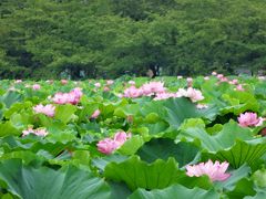 2013年夏 蓮の花咲く上野公園へ