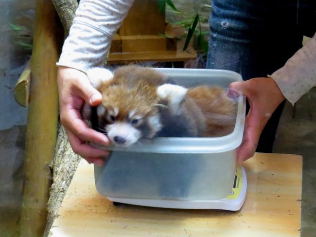 昨日は秋田の大森山動物園で陸ちゃん絶賛子育て中の嬉しい情報に触れ（旅行記→http://4travel.jp/traveler/jillluka/album/10798344/）、男鹿水族館ＧＡＯではやんちゃ盛りのホッキョクグマの仔熊ミルクちゃんの可愛い姿を満喫（旅行記→http://4travel.jp/traveler/jillluka/album/10799821/）しました。<br />明けた今日は栃木県那須町の那須どうぶつ王国と那須ワールドモンキーパークを訪問です。<br /><br />那須どうぶつ王国では、６月１２日ダイズちゃんが双子の赤ちゃんを出産、この８月１日からモニター越しでの公開が始まりました。<br />当初は「モニター越しでは行っても意味ないかな？」と別の園に行くことも考慮していたのですが、仔パンダの体調が良い日は毎朝９時３０分から体重測定が行われ、その際にはモニター越しではなく双子を見れるとの事だったので思い切って訪問しました。<br /><br />ダイズちゃんとジジ君の初めての子供は両親に似てとってもキュートでした。<br /><br /><br />これまでのレッサーパンダ旅行記はこちらからどうぞ→http://4travel.jp/traveler/jillluka/album/10652280/