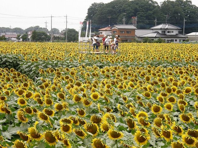 毎年のように訪れているが昨年は訪れるのが遅くヒマワリが終りに近かったので、今年は早めにと2日に訪れたら丁度「ひまわりフェスティバル」8月2日から4日で初日で大変にぎわっていました。ヒマワリも丁度よい咲き具合いでした。野木町町制施行50周年記念の「ひまわりフェスティバル」と云うこともあり大変盛況でした。