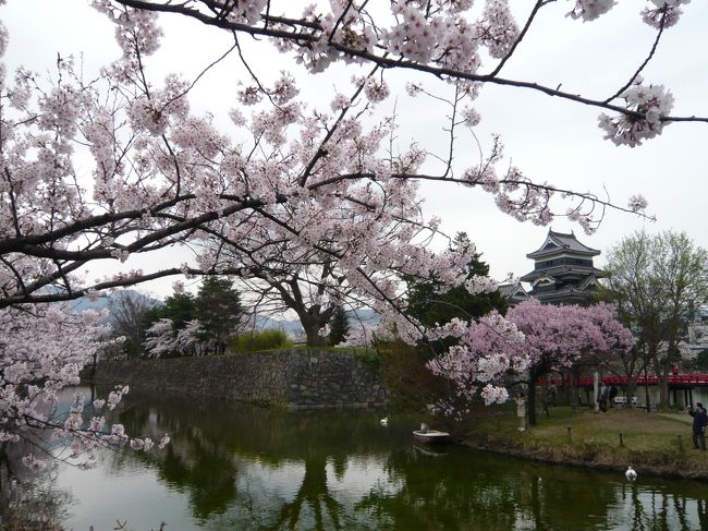 松本城の桜<br /><br />負けた試合の写真はなぜだか一枚もありませんでした。