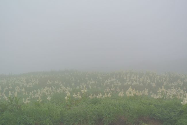 ７月の最終週２泊３日で、出羽三山の羽黒山と月山に行きました。<br />残念ながら天気には恵まれませんでしたが、月山ではたくさんの花々と出会いました。<br />特に今年はコバイケソウの当たり年のようで、その群生は壮観でした。<br />３日目は山寺に行き、山形の旅を終えました。