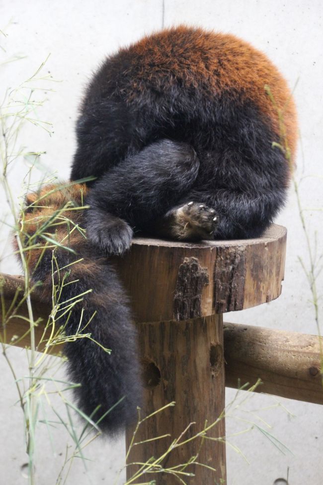祝！　埼玉こども動物自然公園で双子のレッサーパンダの赤ちゃんが２組誕生！<br />このニュースは、私がロシア旅行から帰国した翌日に公表されました@<br />自宅から１番近い動物園で、待望の赤ちゃん誕生です。しかも４匹！<br />バンザーイ！<br /><br />ところが、嬉しいニュースの一方で、ジレンマ。<br />こうなると私のお気に入りのハナビちゃんが近々お嫁に行ってしまう可能性が高まってしまいました。<br />私がレッサーパンダにハマった直接のきっかけは、一昨年2011年の冬、ハナビちゃんとお母さんのナツちゃんがころげまわってはしゃいでいた姿なのです。<br />ほんわかやさしい顔つきのおっとりハナビちゃん。<br />遠くにお嫁に行ってしまう前に、今のうちにしっかり会っておかなくちゃ！<br /><br />折しも８月の土日はナイトズー開催で、埼玉こども動物自然公園は開園時間が21時まで延長されます。<br />ナイトズーには行ってみたいと思っていたし、昼間は森林公園に行くことができるのでちょうどよいです。<br /><br />ただ、夕方涼しくなって元気になったレッサーパンダは、寝こけているよりとっても可愛らしいのだけど、暑さに弱いレッサーパンダは、夏は写真が撮りにくい屋内で、しかもずっと動きっぱなしでしたから、写真が撮りにくかったこと。<br />おかげで３時間もねばってしまいました（苦笑）。<br />可愛かったから、撮るのはあきらめて眺めていただけの時間も長かったんですけどね。<br /><br />その３時間の間、子連れ親子がやってきて、きゃー！　かわいー！　と大騒ぎするのと、私しかいなくてシーンとしているのと、交互でした。<br />他の見学者たちが、「どっちがコウタくんで、どっちがハナビちゃん？」とか、「レッサーパンダって結構大きい！　きっと重いよね」とか「風太く〜ん！」とか言っているのを耳にすると、「違うよ〜」とウンチクをたれたくてうずうずしてしまいました。<br />そうでなくても、ナイトズーのイベントの「レッサーパンダのお話」は、急遽「アルマジロのお話」に変更になってしまっていたのですから。<br />私も楽しみにしていたのに。<br /><br />ナイトズーでは、他にマヌルネコとコアラの撮影にチャレンジしました。<br />薄暗くて撮りにくかったのは誤算でしたが、可愛い姿を見られたし、なんとか写真が撮れなくもなかったです。<br />昼間の明るい時間帯ならもっと他の動物たちの撮影にチャレンジできたろうと思うんですが、キリンの赤ちゃんやペンギンのひなはあきらめて、今回は（今回も）レッサーパンダに大半の時間を割いてしまいました@<br /><br />というわけで、本日は、昼間は森林公園で約４時間のサイクリング＆花撮影散策、そして夜は埼玉こども動物自然公園のナイトズーで４時間みっちり動物撮影となりました。<br />一日の撮影散策として８時間は私にとってもほぼ新記録です。<br /><br />＜夏の森林公園とナイトズーの埼玉こども動物自然公園の旅行記のシリーズ構成＞<br />□（前編）なんとか見られた名残のやまゆりと見頃を迎えたコリウスガーデンやみずみずしい夏の花たち<br />■（後編）レッサーパンダの若武者顔のコウタくんとほんわかハナビちゃん＆夕方のマヌルネコと夜のコアラ<br /><br />埼玉こども動物自然公園の公式サイト<br />http://www.shinrin-koen.go.jp/<br /><br />＜タイムメモ＞<br />10:20　家を出る<br />11:10　森林公園駅に到着<br />11:30　レンタル自転車で森林公園南口に到着<br />12:00〜13:10　野草コース<br />13:45〜14:20　やまゆりの小径<br />14:30〜14:55　コリウス・ガーデン<br />15:20　森林公園を中央口から出る<br />16:00　森林公園駅に戻る（自転車返却）<br />16:15　高坂駅に到着<br />16:15〜16:30　マリダリでひとやすみ<br />16:35　高坂駅発の鳩山ニュータウン行きのバス<br />16:40　埼玉こども動物自然公園に到着<br />17:00　動物公園散策開始<br />17:10〜17:25　マヌルネコ<br />17:30〜20:20　レッサーパンダ<br />20:40〜20:55　コアラ<br />21:10頃　埼玉こども動物自然公園を出る<br /><br />これまでの動物園の旅行記は目次を作成しています。<br />「動物／動物園と水族館の旅行記〜レッサーパンダ大好き〜　目次」<br />http://4travel.jp/traveler/traveler-mami/album/10744070/<br />