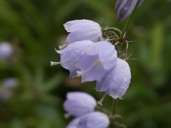 高山植物との出会い