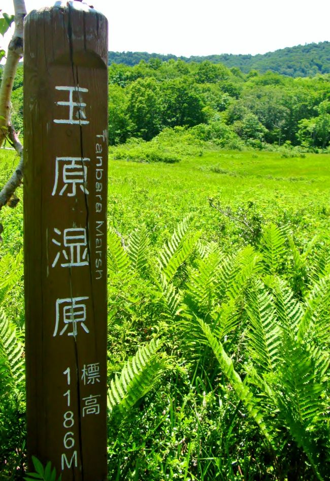 玉原湿原 <br />　玉原湿原は、武尊山の山麓に広がる日本海型ブナ林に囲まれている湿原です。植生の珍しさから尾瀬にたとえられ「小尾瀬（こおぜ）」と呼ばれており、ミズバショウを始め、四季を彩る草花を見ることができます。<br /> 　この湿原は、学術的にも、その生い立ちや植物の分布を知る上で貴重な価値があります。自然は、人間やあらゆる生物に限りない恵みを与えてくれますが、自然を一度壊すと元に戻すことはできません。<br /> 　また、この地域は、国有保安林（水源かん養保安林）でもありますので、私たち一人一人が次のことを守り、自然を壊さないようにしましょう。  <br />（　http://www.city.numata.gunma.jp/introduction/shitugen.html　より引用）<br /><br />玉原湿原<br />玉原湿原は、武尊山の山麓に広がる日本海型ブナ林に囲まれている湿原。植生の珍しさから尾瀬にたとえられ「小尾瀬（こおぜ）」と呼ばれており、ミズバショウをはじめ、四季を彩る可憐な草花を見ることができます。<br />ブナの湧き水<br />玉原湿原に行く途中に、まるで地下に大きな水瓶でもあるように湧き水が出ている。 　年間を通じて水量や水温などに変化が少なく、７℃前後の水温を保っている。 　山登りの後に飲むこの水のうまさは、格別！<br /><br />玉原高原については・・<br />http://www.city.numata.gunma.jp/introduction/yuhodo.html<br />http://www.city.numata.gunma.jp/kurashi02.html<br /><br />たんばらラベンダーパークについては・・<br />http://www.tambara.co.jp/lavenderpark/<br />