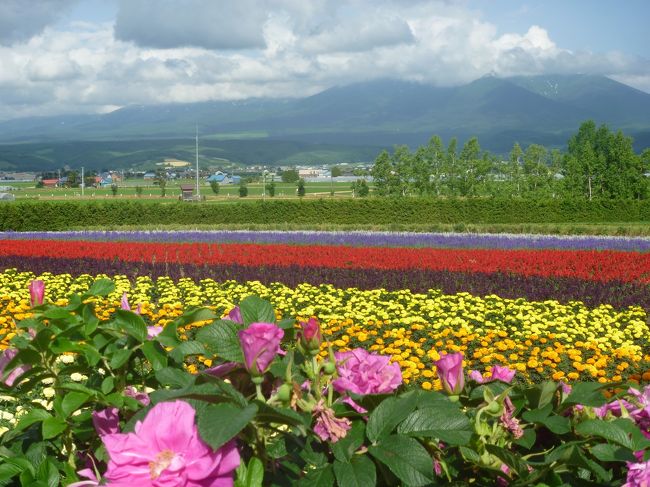 初夏の北海道スペシャル旅は<br />いよいよ道央から道東への旅最終日となり<br />小樽のフェリー乗降場へと戻るため道東から道央へ<br />で名作ドラマのロケ地となった富良野や美瑛へ寄り<br />季節の花々の競演を楽しみました。<br />ところが<br />美瑛からの帰路で<br />またもや思わぬアクシデント・・・<br />フェリー乗船までに間に合うのかと冷や冷やものでした<br />が<br />結果、乗船出来無事帰宅しました。<br /><br />念願の北海道プチリタイア記念1600kmドライブ旅は<br />想定内外のアクシデントもありましたが<br />大自然満喫の思い出深い旅となりました。<br /><br />旅程<br />☆7/3 新日本海フェリー舞鶴→小樽 はまなす乗船00:30 小樽着20:45<br /> 宿泊 小樽朝里クラッセホテル<br />☆7/4 大雪山旭岳 <br /> 宿泊 層雲閣グランドホテル <br />☆7/5 大雪山黒岳 ワッカ原生花園 <br /> 宿泊 あばしり湖鶴雅リゾート<br />☆7/6 小清水原生花園 知床観光船(ウトロ~硫黄山) <br /> 宿泊 知床PH風なみ季<br />☆7/7 知床五湖 野付半島 摩周湖 <br /> 宿泊 ラピスタ釧路川<br />☆7/8 釧路湿原 <br /> 宿泊 十勝川温泉第一ホテル豆陽亭<br />★7/9 富良野・美瑛 <br /> 新日本海フェリーあかしあ乗船23:30 小樽→舞鶴<br />★7/10 舞鶴着21:00 <br /><br />
