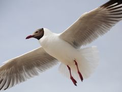 GW西北旅19★青海湖★鳥インフル騒ぎの最中、鳥島へ！