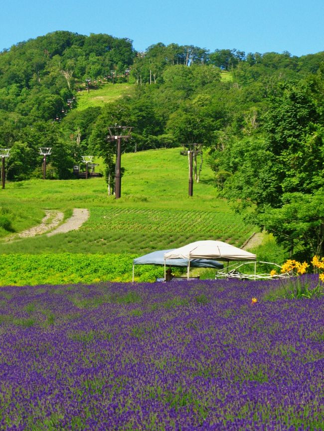 沼田市の玉原高原にある「たんばらラベンダーパーク」で、早咲きのラベンダーが見ごろを迎え、鮮やかな紫色の花が標高約千三百メートルの高原を吹き抜けるさわやかな風に揺れている。<br /><br />　同パークのラベンダーの数は関東地方で最大規模の約五万株。今、園内を彩っているのは、コイムラサキという品種で、今月下旬からは遅咲きのオカムラサキも咲き始める。<br />（　http://www.tokyo-np.co.jp/article/gunma/20130719/CK2013071902000172.html　より引用）<br /><br />たんばらラベンダーパークについては・・<br />http://www.tambara.co.jp/lavenderpark/<br /><br />京成バスシステムについては・・<br />http://www.keisei-bus-system.co.jp/pc/p010000.php<br />