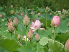 古河総合公園のハスの花と公方の森で涼をとり民家園で昔に帰る