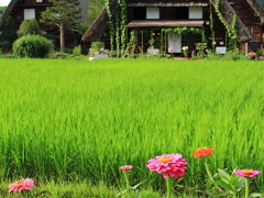 ☆世界遺産を巡る、夏の北陸ひとり旅☆(3)【白川郷編】