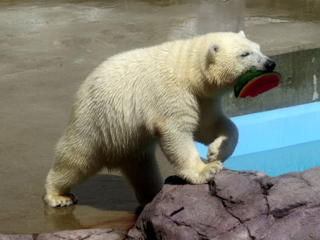 秋田市大森山動物園で”陸ちゃん絶賛子育て中！！”の嬉しい情報に接した（旅行記→http://4travel.jp/traveler/jillluka/album/10798344/）次は、男鹿半島の男鹿水族館ＧＡＯに向かいます。<br />もちろん、昨年１２月４日生まれのホッキョクグマの仔グマのミルクちゃんに会いにです。<br />ミルクちゃんは日本の園館で初めて初産で生育したホッキョクグマの仔グマ。<br />初産での子育てという日本の動物園・水族館史上に燦然と輝く快挙を成し遂げてくれたクルミママのもとでミルクちゃんはやんちゃに成長していました。<br /><br /><br />これまでのレッサーパンダ＆ホッキョクグマ旅行記はこちらからどうぞ→http://4travel.jp/traveler/jillluka/album/10652280/