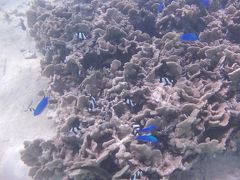 2013　Guam　”ザ・シュノーケリング”な旅。フィンをつけて魚と泳ぐぞ！⑤帰国します。飛行時間が短いのは本当に楽だと実感