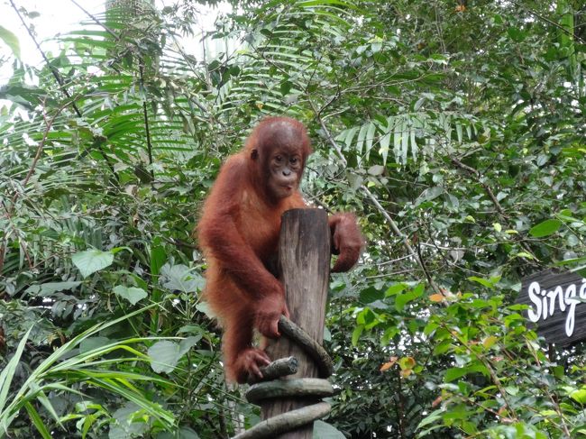 ●シンガポール旅行３日目<br />・午前中はお買いもの<br />・シンガポール動物園<br />・ナイトサファリ<br /><br /><br />-- 旅の紹介 --------------------------------------------<br />「２月にシンガポール行かない？」と誘われフラッと行ってきました！<br />シンガポールは約５年ぶり！<br />前回よりも開発は進んでいたけれど、まだまだ工事中のところもあり、<br />どこまで進化するんだ??って感じた旅行でした。<br />ご飯がとにかくおいしくて、胃袋が５個くらいほしかった（Ｔ△Ｔ）<br />