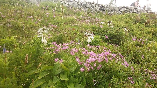 ７月末から8月にかけて花畑が賑わうのでお盆休みの縦走登山前のウォーミングアップにと大阪からも手軽に行けるここ伊吹山に登山に出掛けました。<br /><br />ここは、名神関ヶ原からも近くお手軽に登山を楽しめます。<br />歩くのが嫌な方は少々お高いスカイライン（当たり前か）があるので、楽々です。<br />登山をする方は、低山の1300ｍ級でありながら、距離が長いので結構な運動量になります。<br />3合目ぐらいまでの道のりが特に長く、こんなに登ってきたのにまだこれだけ？という気分になります。<br /><br />しかし、登山道がしっかりと整備されていて、トイレも途中にいくつか有り、山頂も含め安心して楽しめます。