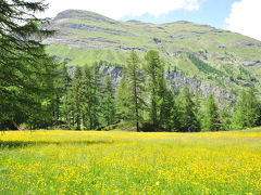 スイス花とハイキングの旅・リッフェルアルプツェルマット