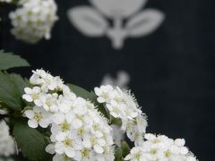 根津神社漂流