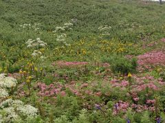 真夏のハイキング☆ドライブウエイを利用して、お手軽にお花畑満喫♪☆伊吹山