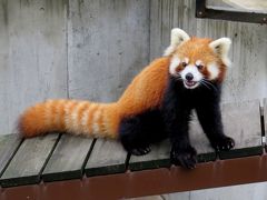 真夏のレッサーパンダ紀行【３】 旭山動物園　記憶すべき７月・・・　ありがとう朝朝おばあちゃん、安らかに、 やったね栃ちゃん、おめでとう！！ ようこそ渝渝ちゃん、よろしくね！！　