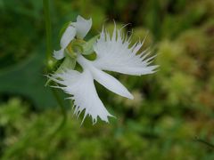 2013夏８月の六甲高山植物園