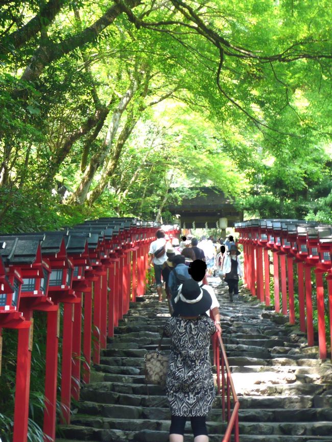 酷暑の日、涼しげなところに行ってみたい。「そうだ、京都、行こう」５月の嵯峨野、地蔵院エリアに続いての企画。また、ＪＲ東海さんの２０１１年初夏のキャンペーン企画をパクリました。<br />この日は、ＪＲ東海さん・・・、残念ながら利用していません。そのかわり、京阪電車、叡山電鉄を利用しました。何年ぶり?電車でお出かけしたのは・・・。その理由は、出かけることにした場所！京の奥座敷、鞍馬・貴船！道が狭く、駐車場も限られています。車だとイライラがつのることまちがいなし！そこで、電車。京阪沿線から鞍馬・貴船へは、叡山電鉄が１日乗り放題の「鞍馬・貴船１dayチケット」を購入します。チケット提示で、いろんな施設で、優待特典もあります。京阪沿線だけでなく、近鉄、阪神、大阪市交通局版があります。阪急沿線の方、ごめんなさい、阪急版はナイようです。なので、祇園四条からの「鞍馬・貴船１dayチケット」を購入してください。このチケットは、京阪の三条で途中下車できるので、ウロウロできます。<br /><br />鞍馬→貴船→岩倉→出町柳と廻りました。