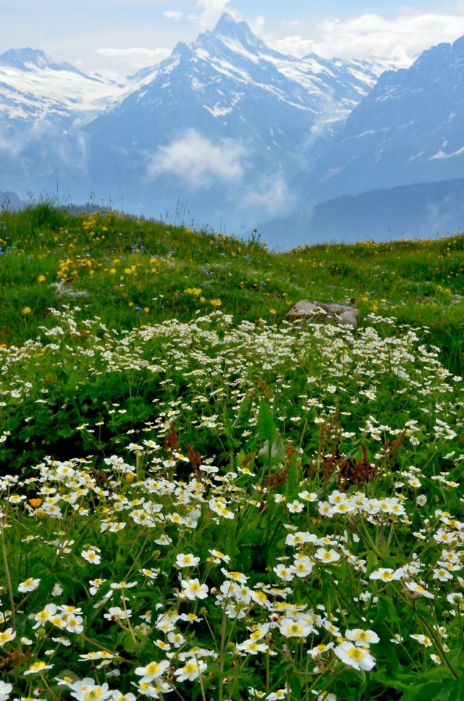 2013年スイス滞在記（１０）　ハイキング編⑥高山植物の園、シーニゲ・プラッテ