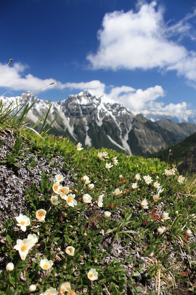 この日、朝起きて部屋のベランダに出てみると、<br />雲一つない良い天気でした。<br />そこで、大好きなSCHLICKでハイキングをすることにしました。<br /><br />シュトゥバイタールの雄大な山々と、高山に咲く美しいお花に<br />目を奪われました。<br />この表紙のお花は、ドイツ語でSilberwurz、学名はDryas octopetala、<br />和名はチョウノスケソウという、高山に咲くお花です。<br /><br /><br /><br />