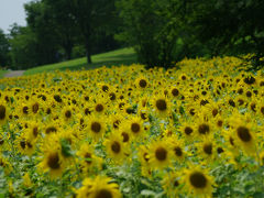 真夏の花、向日葵が見頃です！昭和記念公園「Summer Festival　2013」