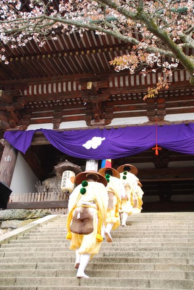 奈良で 2013年度七回めのお花見　吉野の千本桜～花供懺法会～京都に戻って二条城ライトアップ篇