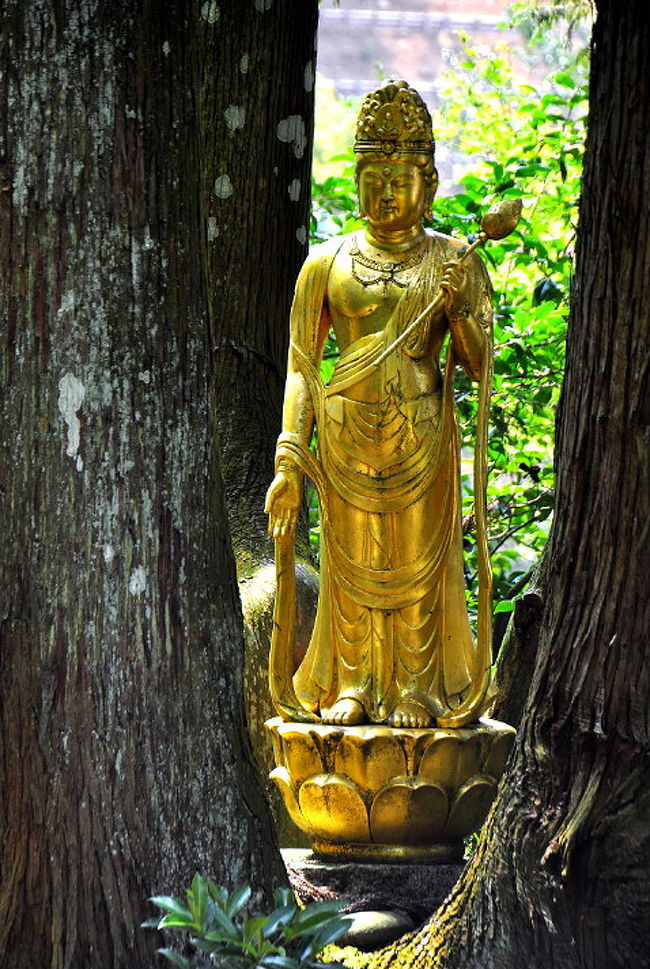 名称           正願寺 (ショウガンジ)<br />所在地         〒505-0114<br />                  岐阜県可児郡御嵩町中切1224番地1   <br />                                TEL：0574-67-0819<br />宗派             臨済宗妙心寺派<br />創建年代      １３１０ <br />東海白寿三十三観音（観音霊場 ）<br />　　　　　　　第24番　　龍洞山　正願寺　<br /><br />札所本尊　　十一面観世音菩薩<br /><br /><br />正願寺概要：　<br />正願寺の創建は延慶３年（1310）に開かれたのが<br />始まりと伝えられています。<br />正面の山門は寛政６年（1794）に建立されたもので、<br />三間一戸、入母屋、桟瓦葺、<br />上層部が鐘楼となっている鐘楼門形式で<br />当時の格式と威容が感じられます。<br />寺宝である十一面観世音菩薩坐像（１躯）と<br />本尊内臓聖観音立像（１躯）は御嵩町指定文化財。<br />東海白寿三十三観音霊場第二十四番札所。<br /><br /><br />縁起<br />開山鈍庵俊和尚は鎌倉建長寺開山大覺禅師の<br />法嗣無隠圓範に嗣法後<br />寂室元光禅師（近江永源寺の開山）等と共に入元、<br />留元七年にして帰朝後、<br />時の領主や村民等と共に伽藍を創建したと伝えられる。<br />以後五代にして法係中絶、<br />明暦三年二月妙心寺十五代の孫了傅大和尚を<br />法中興として迎え今日に至る。<br />尚、此の寺の開創甚だ古く、<br />『天平年間行基菩薩が当所へ来たり、<br />自ら二尺一寸の座像を彫刻、<br />一宇を建立したことに始まる。』<br />とも伝えられている。<br />現存の本尊十一面観世音菩薩木造座像と<br />その孕胎の聖観世音菩薩古銅立像が<br />此等を物語る貴重な資料である。<br />現存鐘楼門は寛政六年第十三世古潤和尚の時<br />梵鐘と共に建立されたもので、<br />近隣の善男善女が金銀銅の秘宝を持ち寄り<br />タタラを踏んで鋳造したと言う鐘会の大法要の跡が、<br />門前向いの山合に自然石で残されて居る。<br />参道を登れば、急坂にそそり立つ<br />大聖観世音菩薩の慈眼に迎えられ、<br />足下から沸き出ずる甘露の水に口すすぎ、<br />山門をくぐれば、樹齢数百年の大杉、<br />昇龍の榧の木、<br />九本に分立した幹に金色燦然と輝く<br />観世音菩薩を抱きまつる九品杉等、<br />数多の銘木に囲まれた幽邃の聖域に心を洗はれ、<br />山門から見下ろす眺望も亦素晴らしい。<br /><br />時間があったので<br />花フェスタ公園が近くに有るので<br />立ち寄りました。<br /><br />園内散策でコスモスが咲いてるとか？<br />霧のプレリュードで子供達が<br />と聞いて真夏の猛暑酷暑にメゲズに歩く