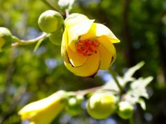 キレンゲショウマ咲く六甲高山植物園
