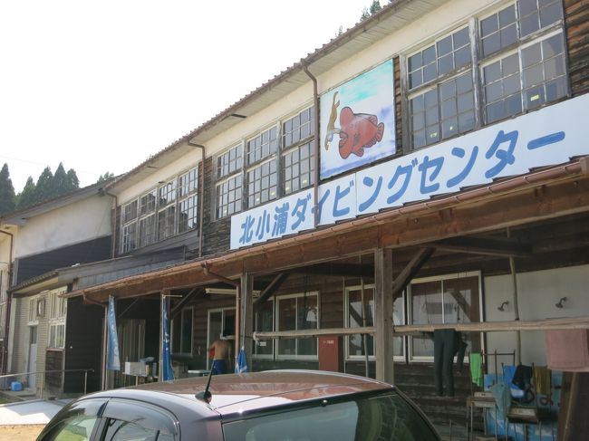 5年ぶりの佐渡ダイビング<br />そう、またコブダイに会いたくなっちゃって〜<br />とても可愛いとは言えないけど憎めないアイツ<br />今も元気にしてるかな?<br />佐渡行きを直前に決めたので、この繁盛期に宿が空いている訳もなく<br />以前お世話になったダイビングショップもこの日は取れず他のショップを紹介してもらった。<br /><br />準備が整ったところで情報収集<br />北小浦沖に20年以上住み付いていたコブダイの「弁慶」と「ゴル」が姿を消したとの悲しいニュースが!!!<br />この冬に力尽きたのだろうと先月6日に地元のダイバーによる2匹の「お別れ会」が行われたそうです。<br /><br />皆に愛された弁慶はもういないけど、佐渡の海には名物コブダイが元気に泳いでました。<br /><br />弁慶が元気な頃の旅行記はこちら<br />2008 佐渡 コブダイに会いに<br />http://4travel.jp/traveler/-macha-/album/10262360/<br /><br />■参考(新潟より)1名分<br />=========================================<br />往路:ジェットフォイル 3580円(早朝割) <br />復路:カーフェリー 2440円(2等席)<br />ダイビングショップ エス・ワールド<br />2ボートダイビング 14700円(弁当付)<br />北小浦施設管理費 800円<br />=========================================<br /><br />