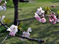 東伊豆へ桜と温泉ドライブ（2010/04/19）