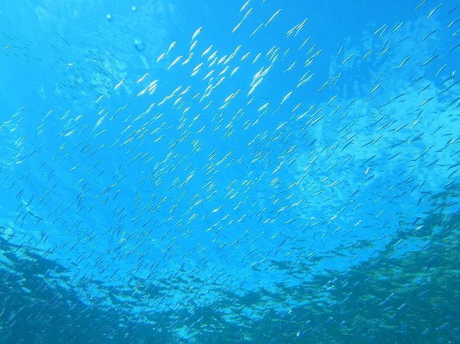 夏の沖縄の海をのんびり見物。<br />素晴らしく良い天気です。<br />小魚がいっぱいで楽しい♪<br />水面の青空と、青い光のシャワーが気持ちがいいです。