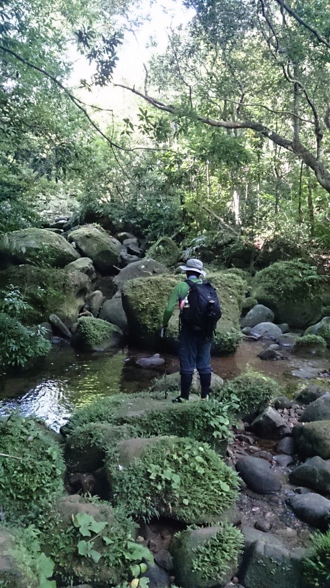 西表島に上陸して2日目、旦那さんと二人でユツンの滝へ行きました。<br />通常ならツアーに参加しますが、色々調べて個人で行くことに。<br /><br />西表島にはいろんな滝や川などありますが、道に迷ったりしたら大変なことになるので(行方不明になって見つからない方とかいるらしいのです(;o;))、慎重に下調べをして、沢登り用のシューズを用意したりして準備を整えました！<br /><br />