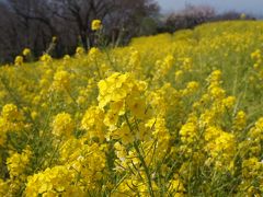 ●吾妻山公園から大磯へ