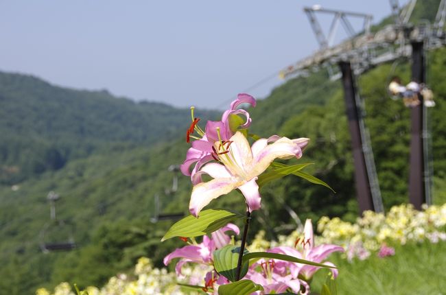 2013年8月14日 長野県 斑尾　タングラム斑尾のゆりの咲き誇るゲレンデを闊歩。