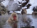 地獄谷野猿公苑