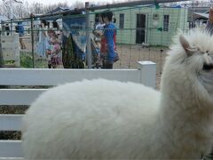 もふもふのアルパカに会いに。那須アルパカ牧場へ