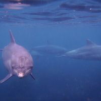 ≪前篇≫ 伊豆大島～利島の旅♪　イルカちゃんが私のハートをわし掴みヾ(*≧∇≦)〃