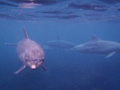 ≪前篇≫ 伊豆大島～利島の旅♪　イルカちゃんが私のハートをわし掴みヾ(*≧∇≦)〃