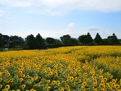 2度目のひまわり満開＠ZAMA 2013