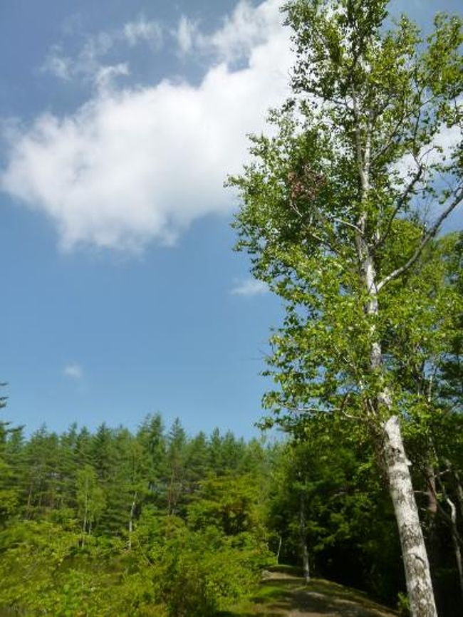 7月28日〜8月25日、毎年恒例の浅間高原の別荘で優雅に過ごしました♪<br /><br />☆Ｖｏｌ９<br />浅間高原の別荘♪<br />標高1300mのため、冷涼な気候。<br />東京より10度も低く、さらに軽井沢よりも3度も低い。<br />夏は、昼間は25〜27度に達するが、30度超えは非常に稀。<br />朝晩は冷え込み、13〜17度。<br />このために、秋の訪れは早く、8月中旬過ぎると、<br />フジバカマやハギやサマリンドウが咲きだし、<br />秋が到来したことを告げる。<br />ゆったりと美しい風景の中を過ごし、<br />心身と共にリフレッシュ。<br /><br />これで、今年の夏の避暑は終わり。<br />別荘を訪れるのは来年の4月。<br />別荘は冬仕度のため閉鎖して、長い休眠に入る♪