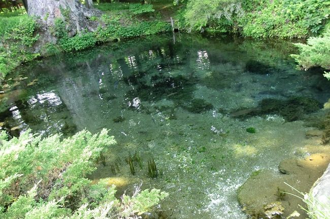 8月15日終戦記念日。<br />私は靖国神社・・・ではなく、『富士山―信仰の対象と芸術の源泉』として今年世界遺産登録されました富士山の構成資産の一つである忍野八海を見に行ってきました。<br /><br />なぜ忍野八海か？特に理由はありません。単なる思いつきです。<br />しいてあげれば、ＴＶで見た湧池の映像が綺麗で頭に残っていたのが理由でしょうかね。<br /><br />日帰りで行くにはちょうどいい距離だし、何も考えずにバス予約してみましたが・・・恐るべし世界遺産効果。<br />ちょうどお盆休みというのもあったのかもしれませんが、数日前のWeb画面では予約で埋まってて２台目出している状態でした。<br />しかも結構外国人が多いんだよね～。アジア圏だけでなく。<br /><br />忍野八海とあわせて、構成資産の御師住宅と北口本宮富士浅間神社へ訪問したものと合わせて旅行記にしてみました。<br /><br />トップの写真は忍野八海の一つ『底抜池』