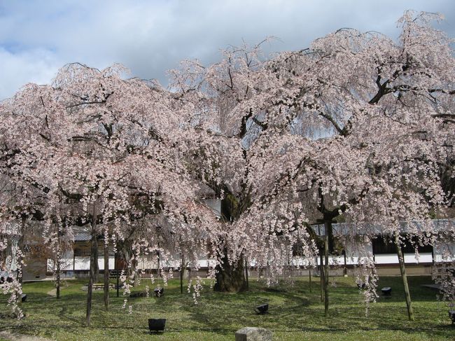 京都は毎年お花見に行きますが、今年は友人との二人旅。いつもはあまり人の行かない寺社を巡るのですが、今回は友人が初めての京都のお花見なので、メジャーな寺社巡りになりました。どこも桜がきれいで大満足でした。