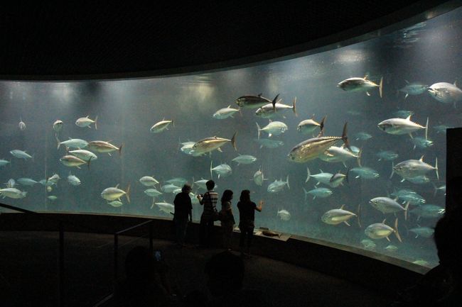 写真教室の撮影実習で葛西臨海水族園を訪れました。<br /><br />ここはイルカもアシカもジンベエザメもいない水族館ですが、見るものはたくさんあります。一番の呼び物は何と言ってもクロマグロとカツオが泳ぐ大水槽でしょう。これは一見の価値がありますよ。<br /><br />東京都がやってるからなのか、入園料が一般700円（2013年現在）と比較的安いのも魅力。中学生は250円、小学生以下と都内在住在学の中学生は無料というサービスぶりです。<br /><br />内部には学習コーナーのような所もあって、子供たちの学習に役立てたいという姿勢が展示の随所に感じられます。<br /><br />せっかく来たほどならと、実習終了後、残ってもう一回り見学して来ました。
