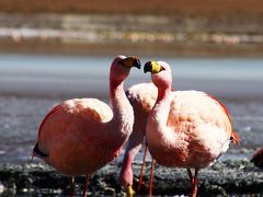 過酷な絶景ルート＠アタカマ高地からウユニへの旅④ウユニツアーDAY2砂漠と湖とフラミンゴ