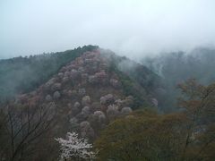 京都・奈良ちょっと残念な桜絵巻